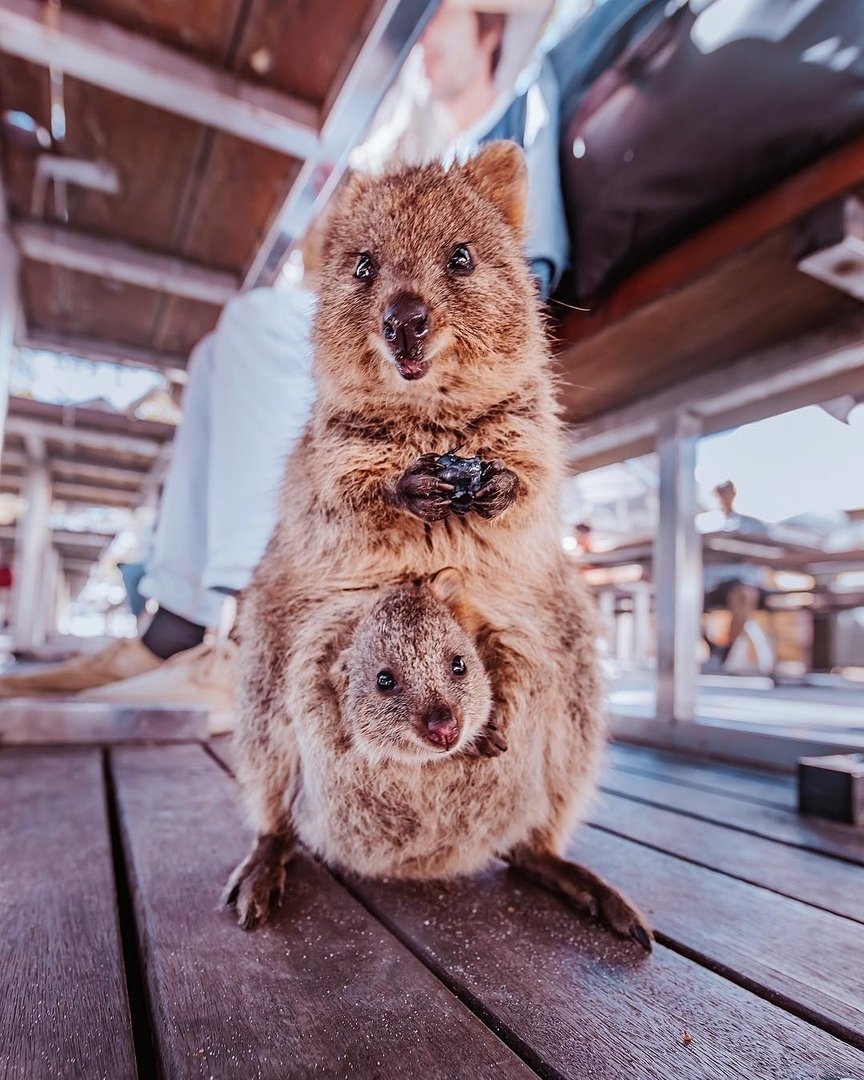 Маленькие зверьки
