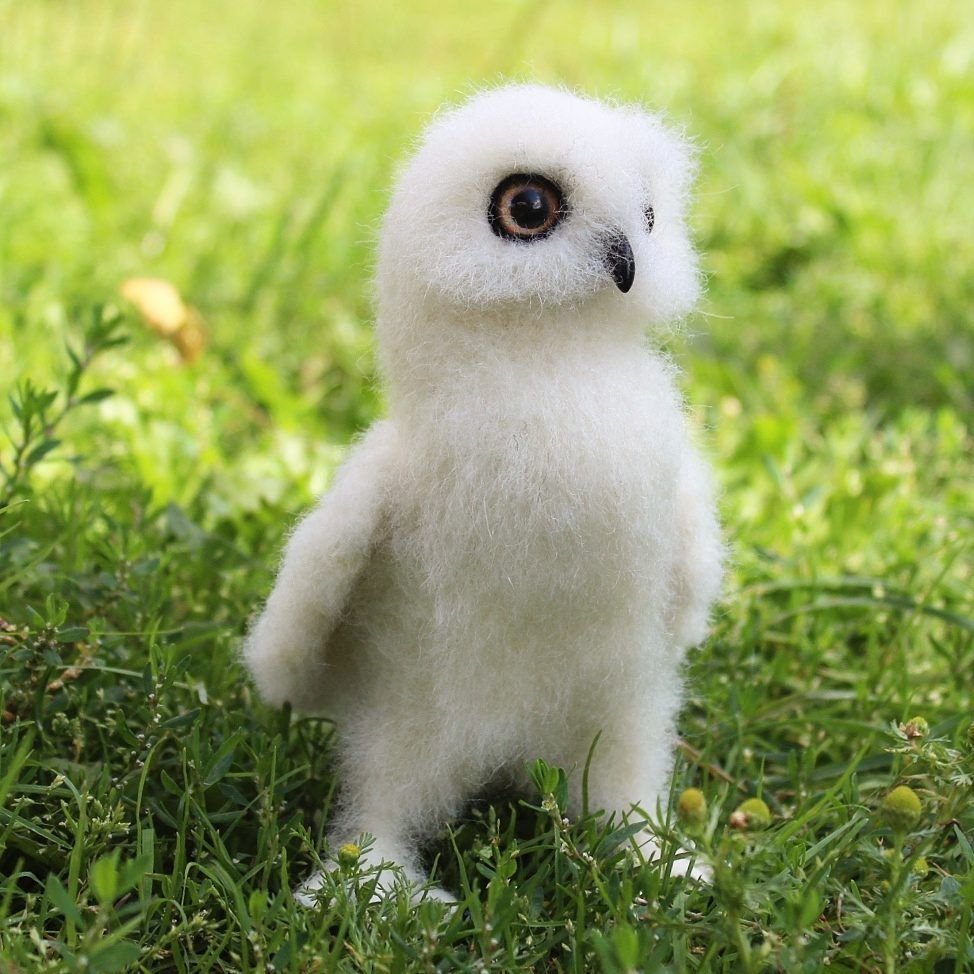 Австралия Квокка