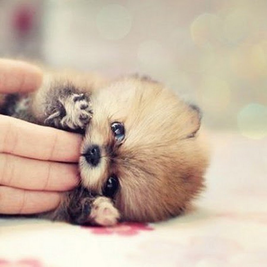 Лисенок на руках