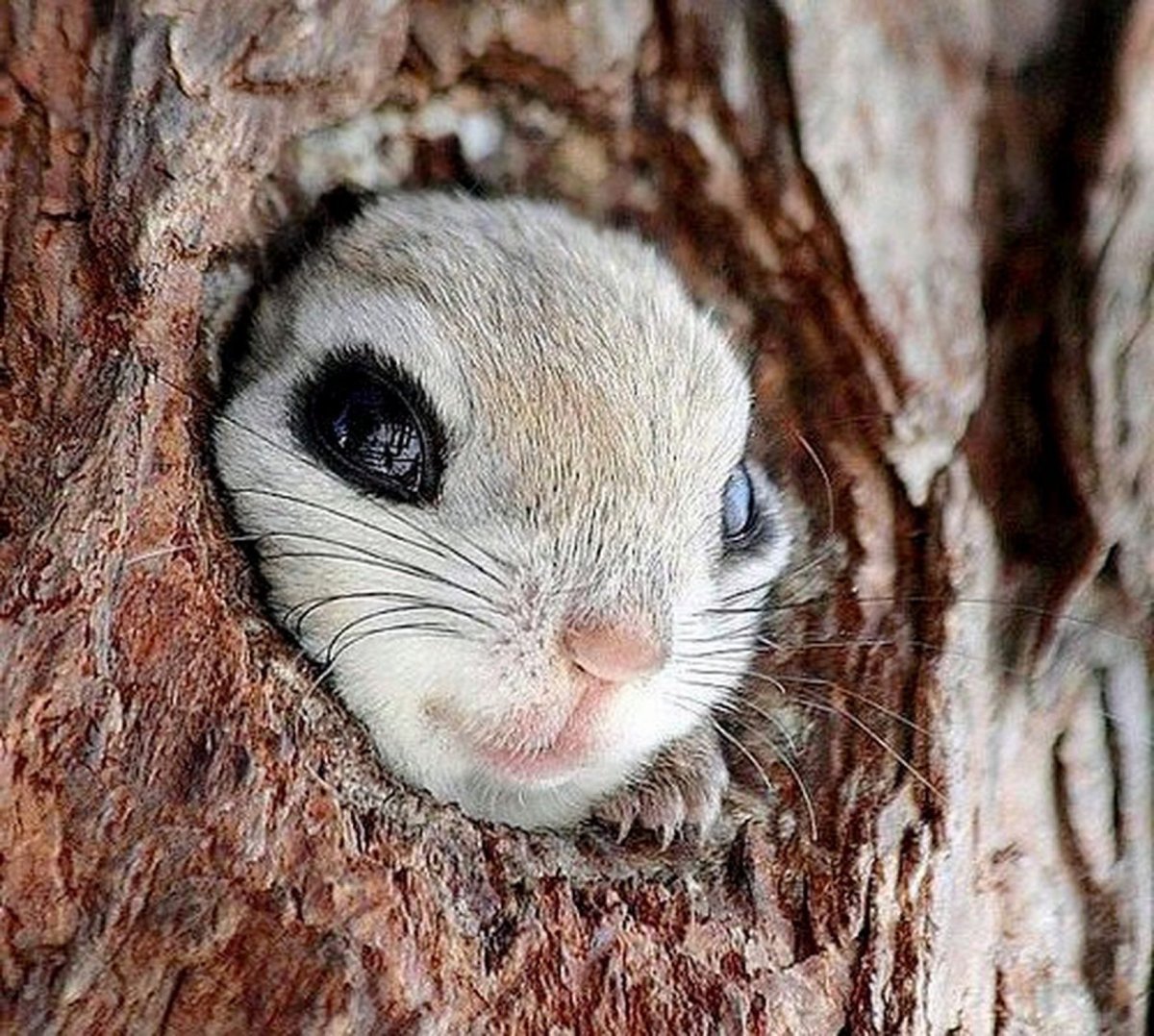 Детеныш ленивца