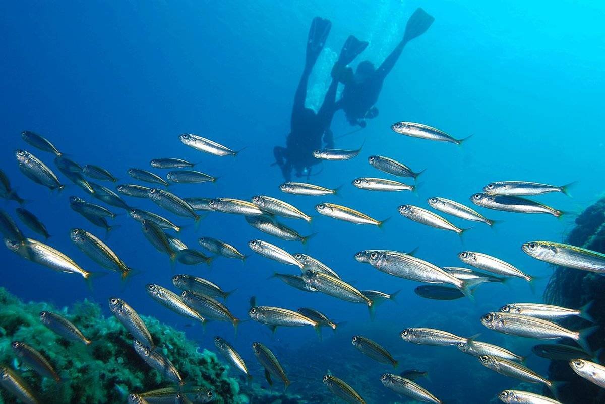 Стайки рыб в Средиземном море