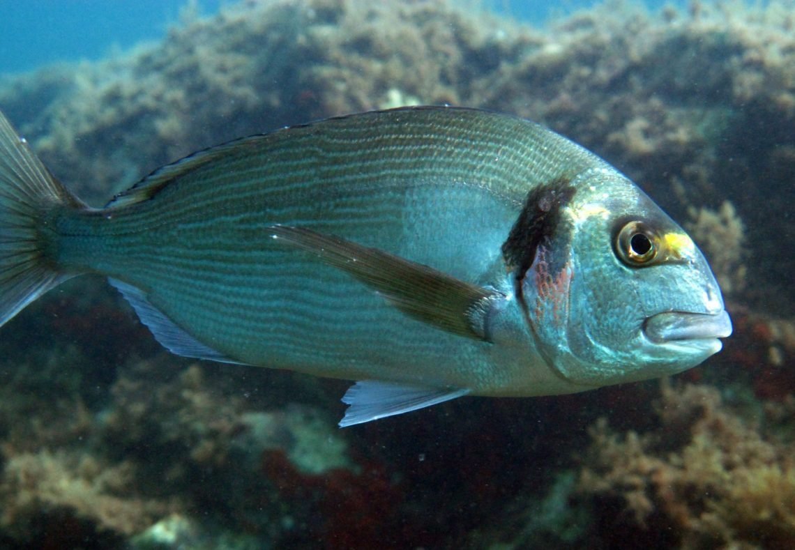 Аурата рыба