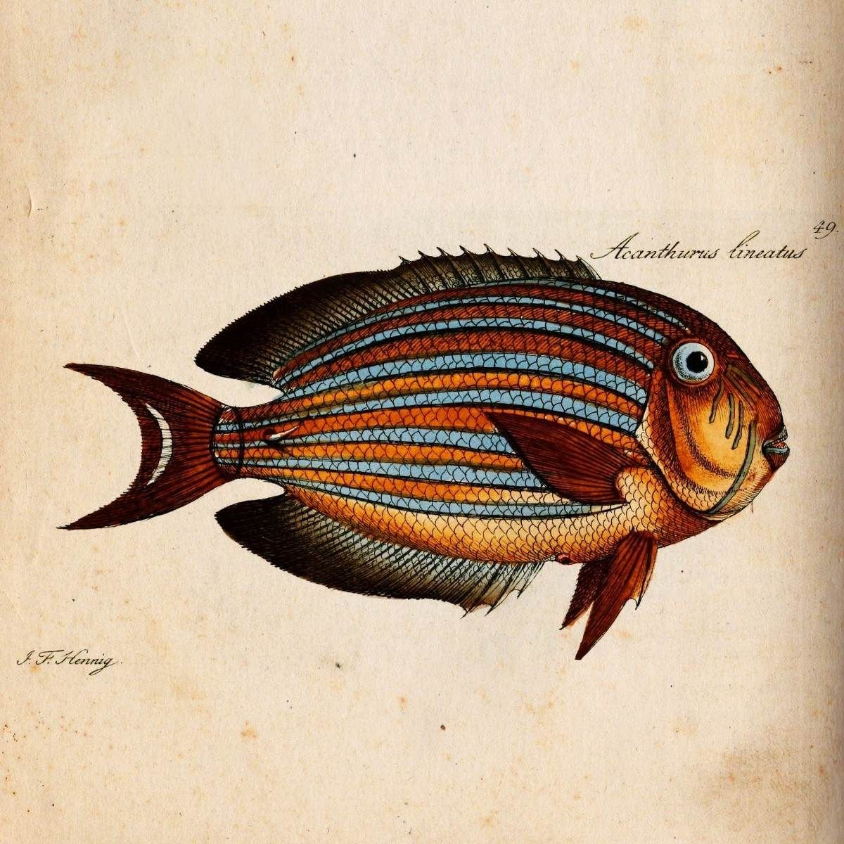 Рыбы для декупажа