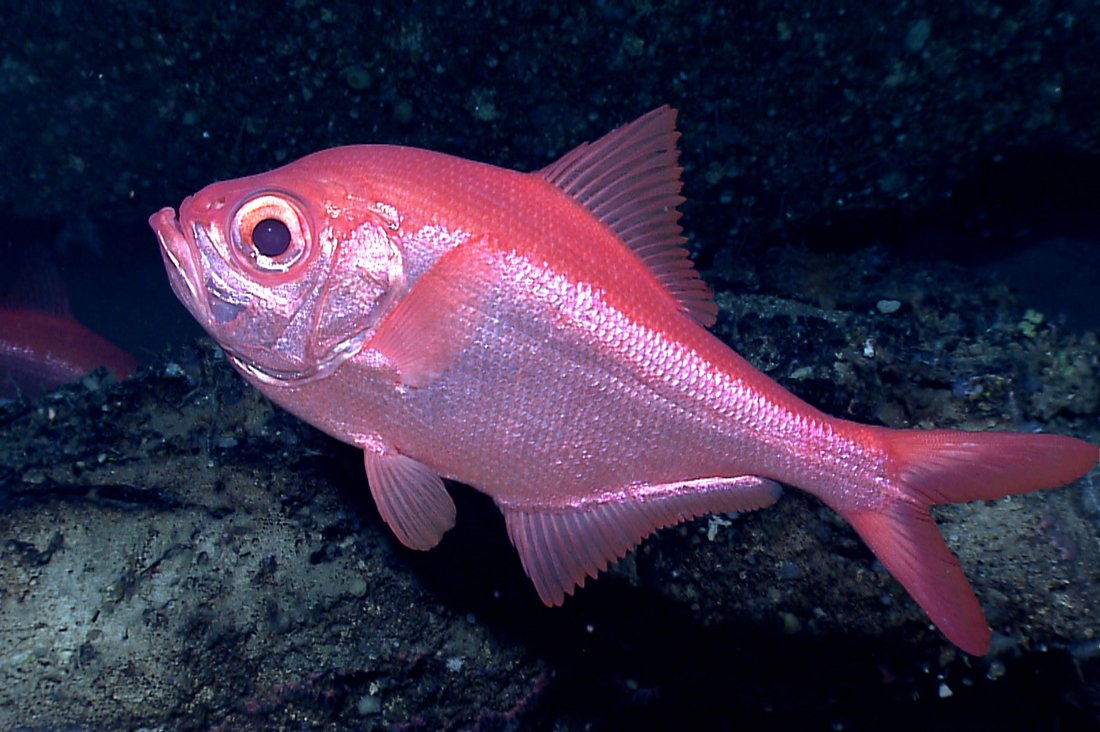 Морской окунь Берекс