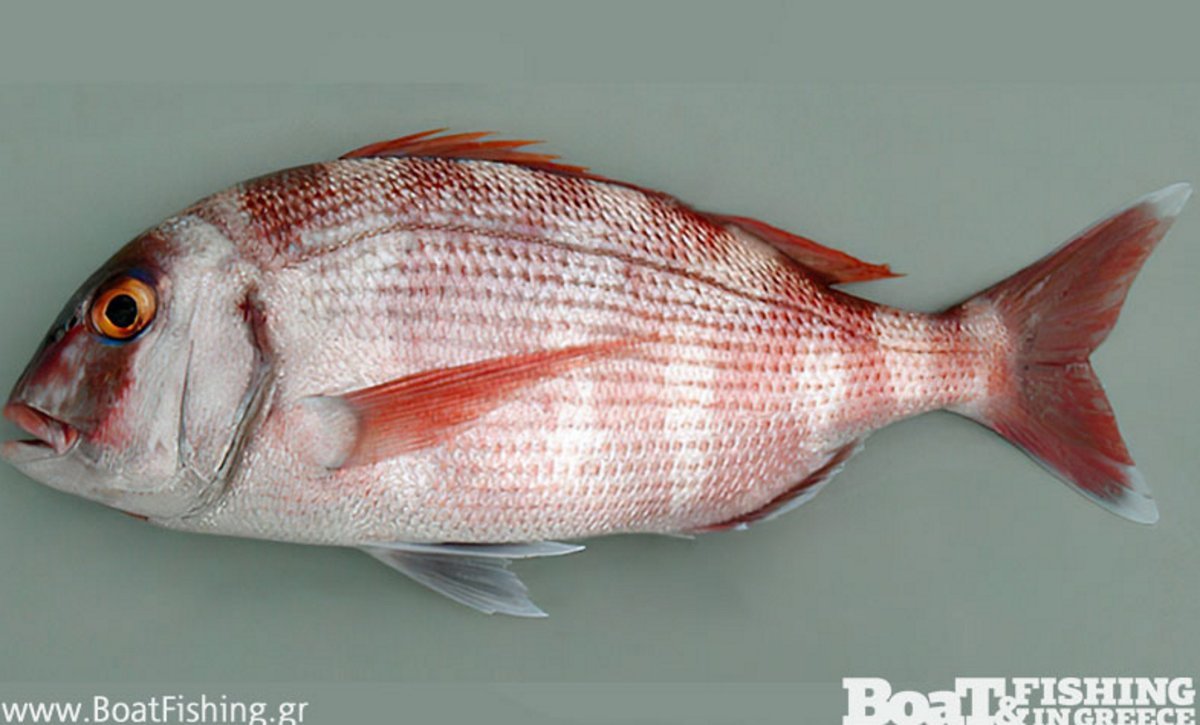 Пагр полосатый