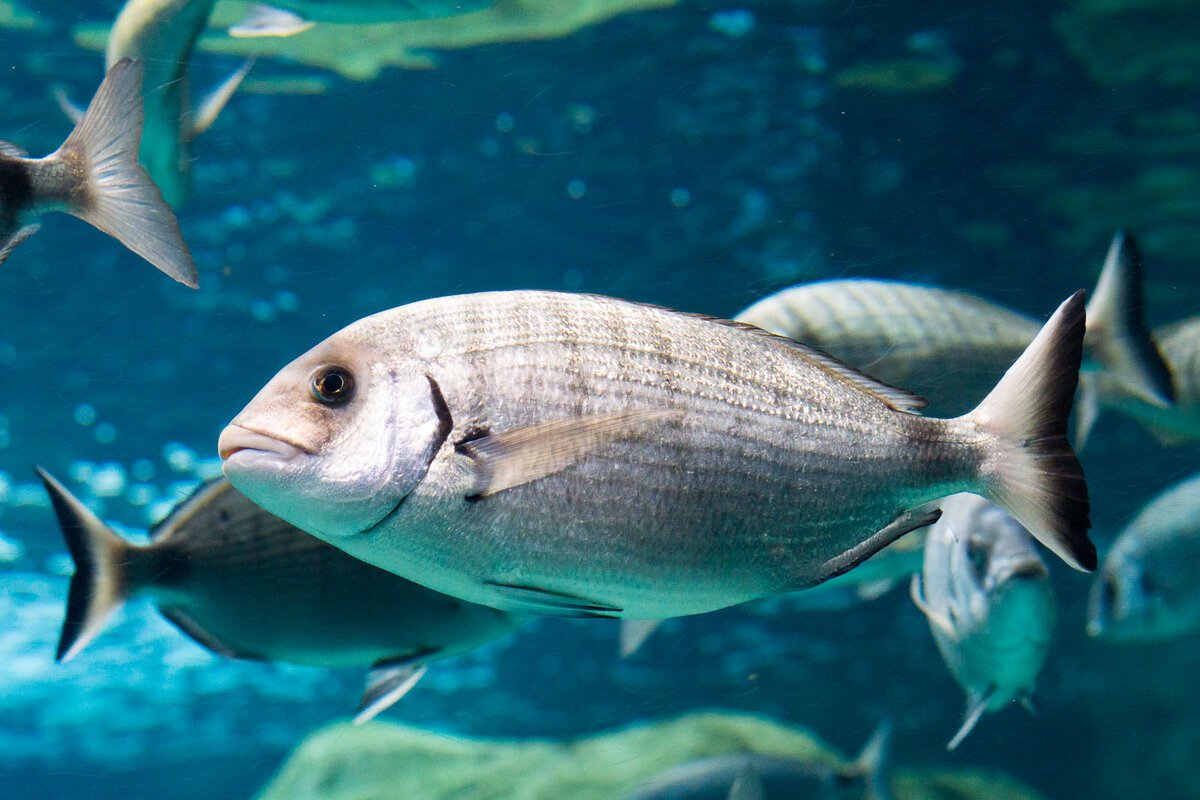 Дорадо рыба Живая