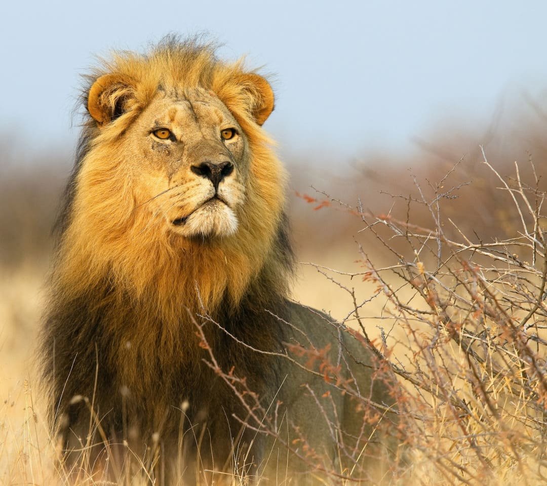 Лев гордый взгляд