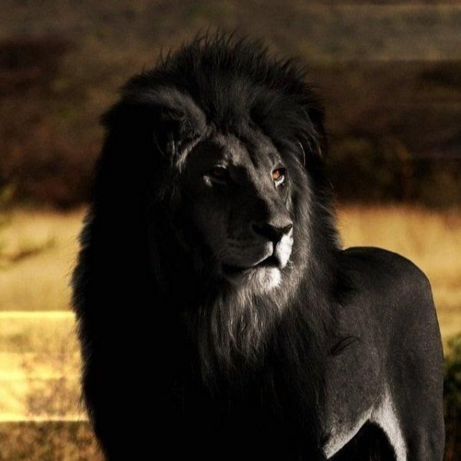 Капский лев