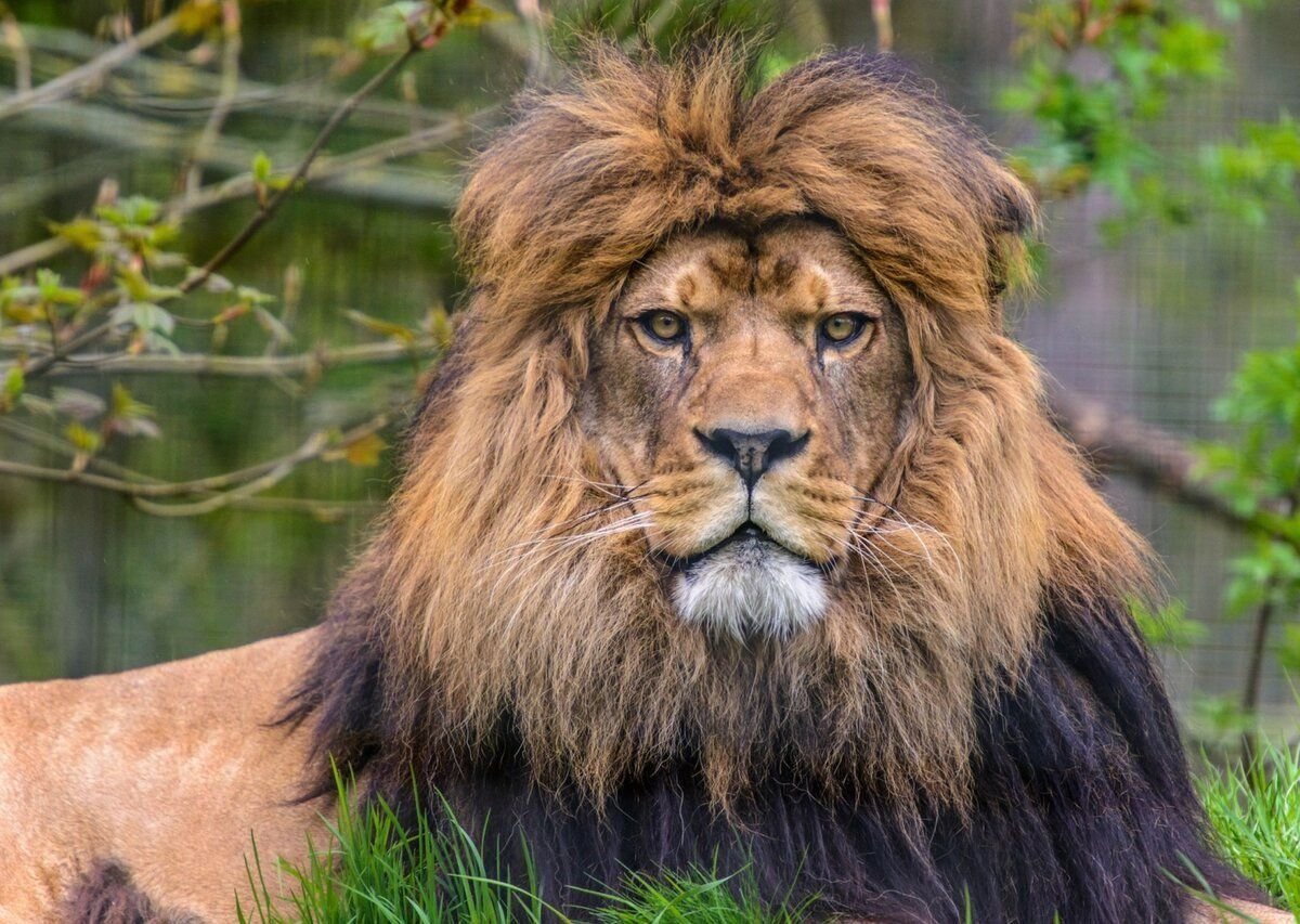 Берберийский Лев (Panthera Leo Leo)
