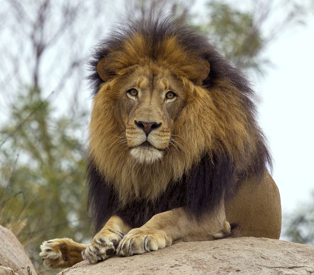 Лев jpg