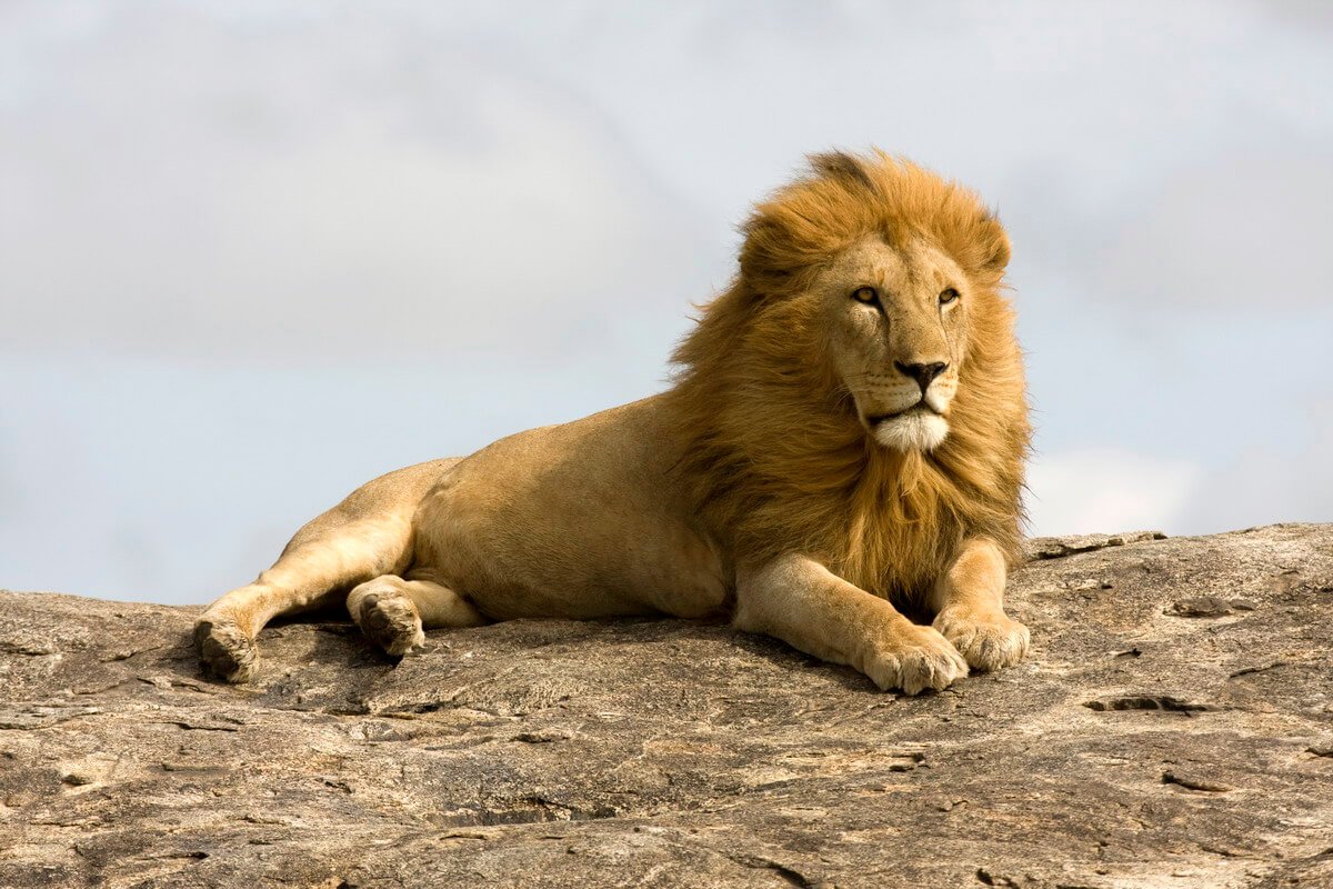 Масайский Лев