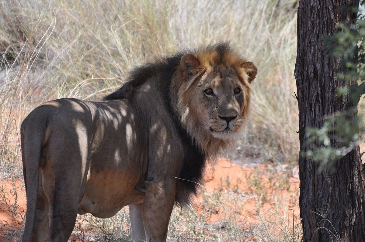 Сенегальский западноафриканский Лев