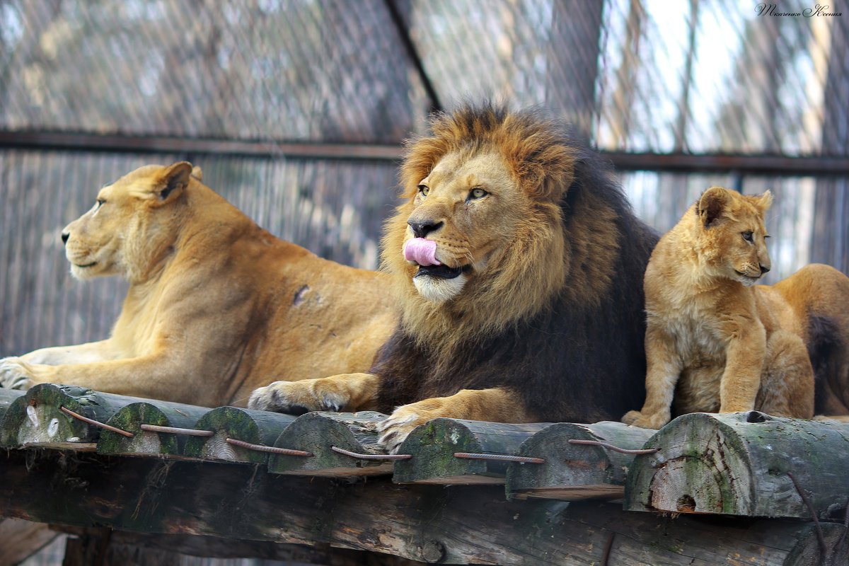 Капский Лев