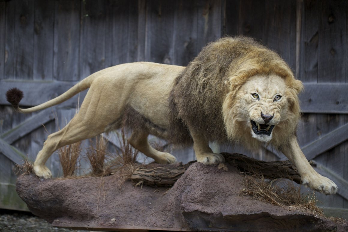 Берберийский Лев вымершие
