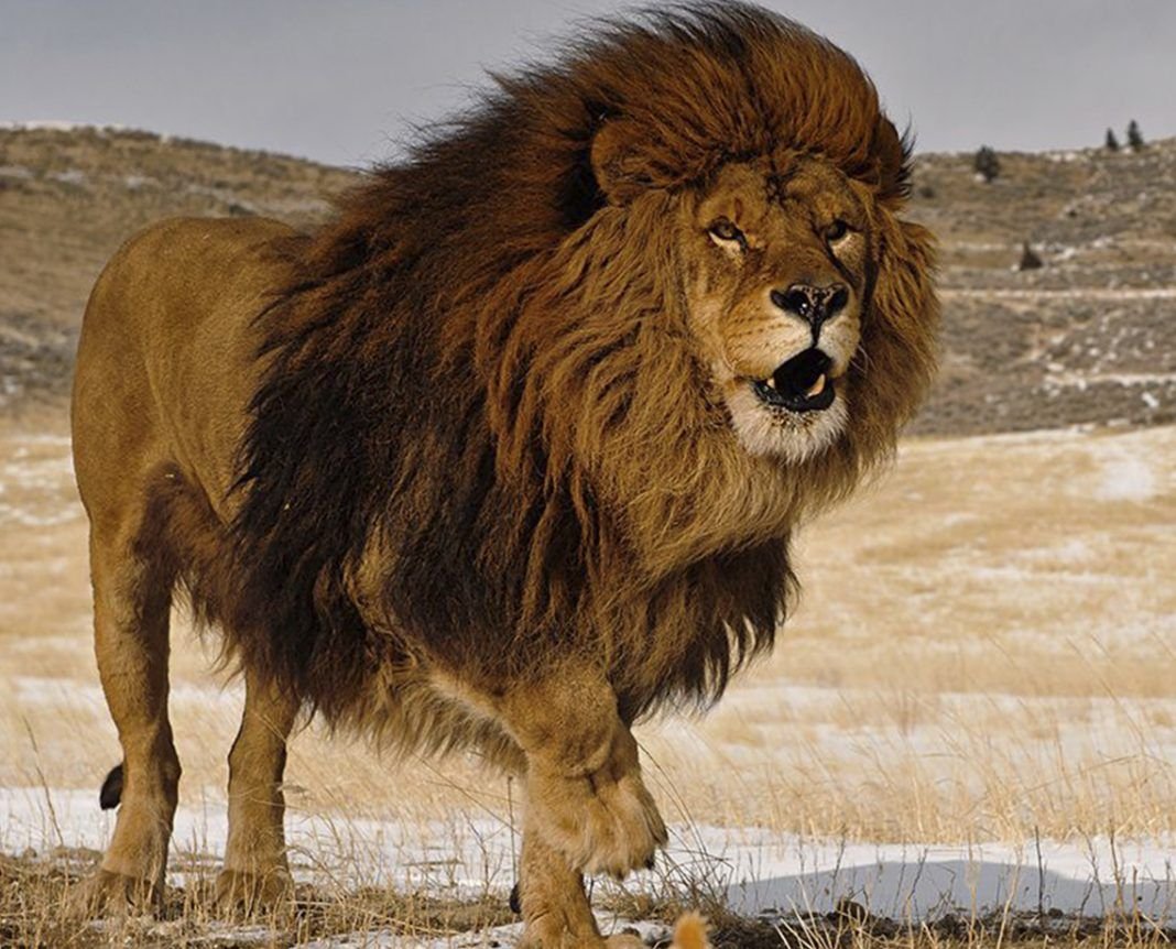 Капский Лев Размеры