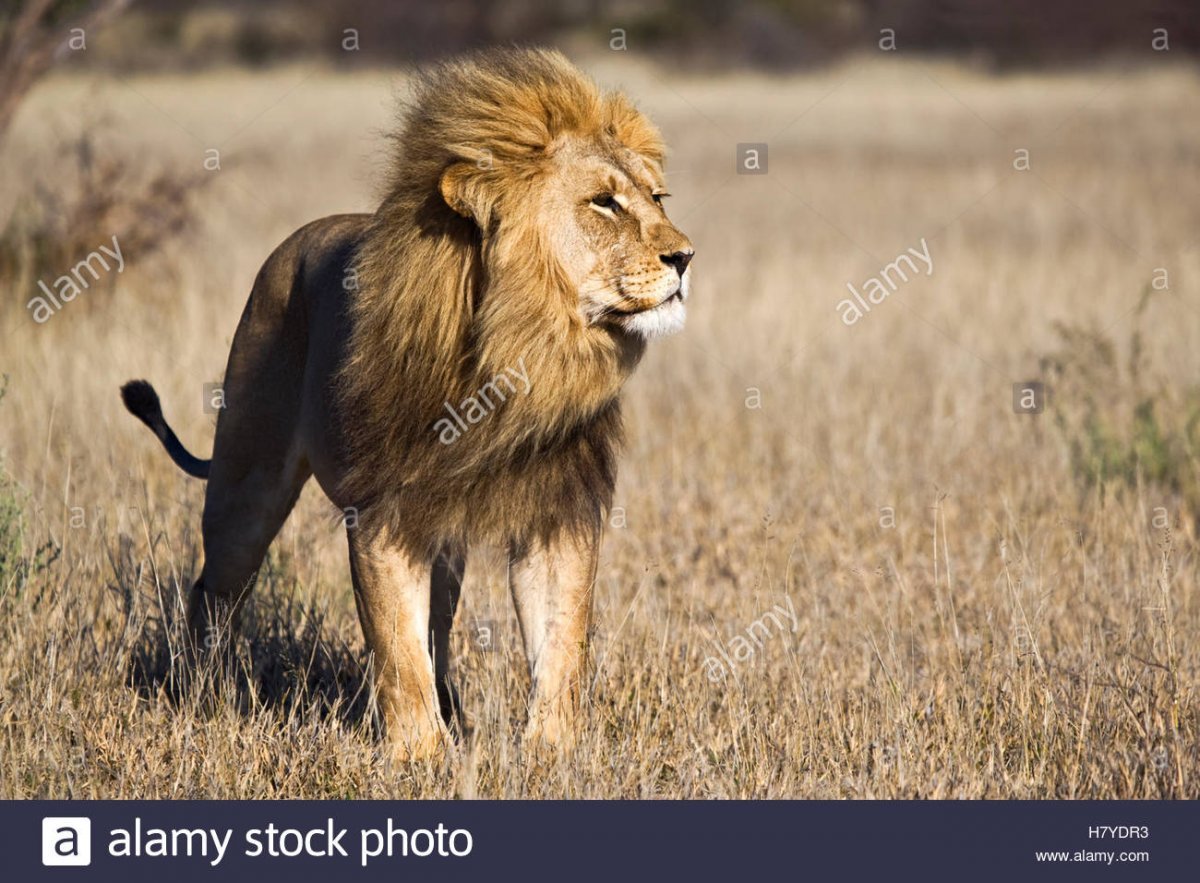 Лев (Panthera Leo)