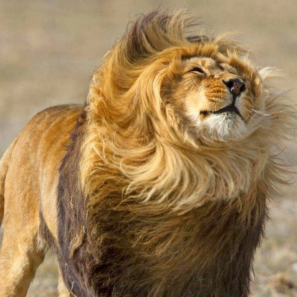 Капский Лев фото