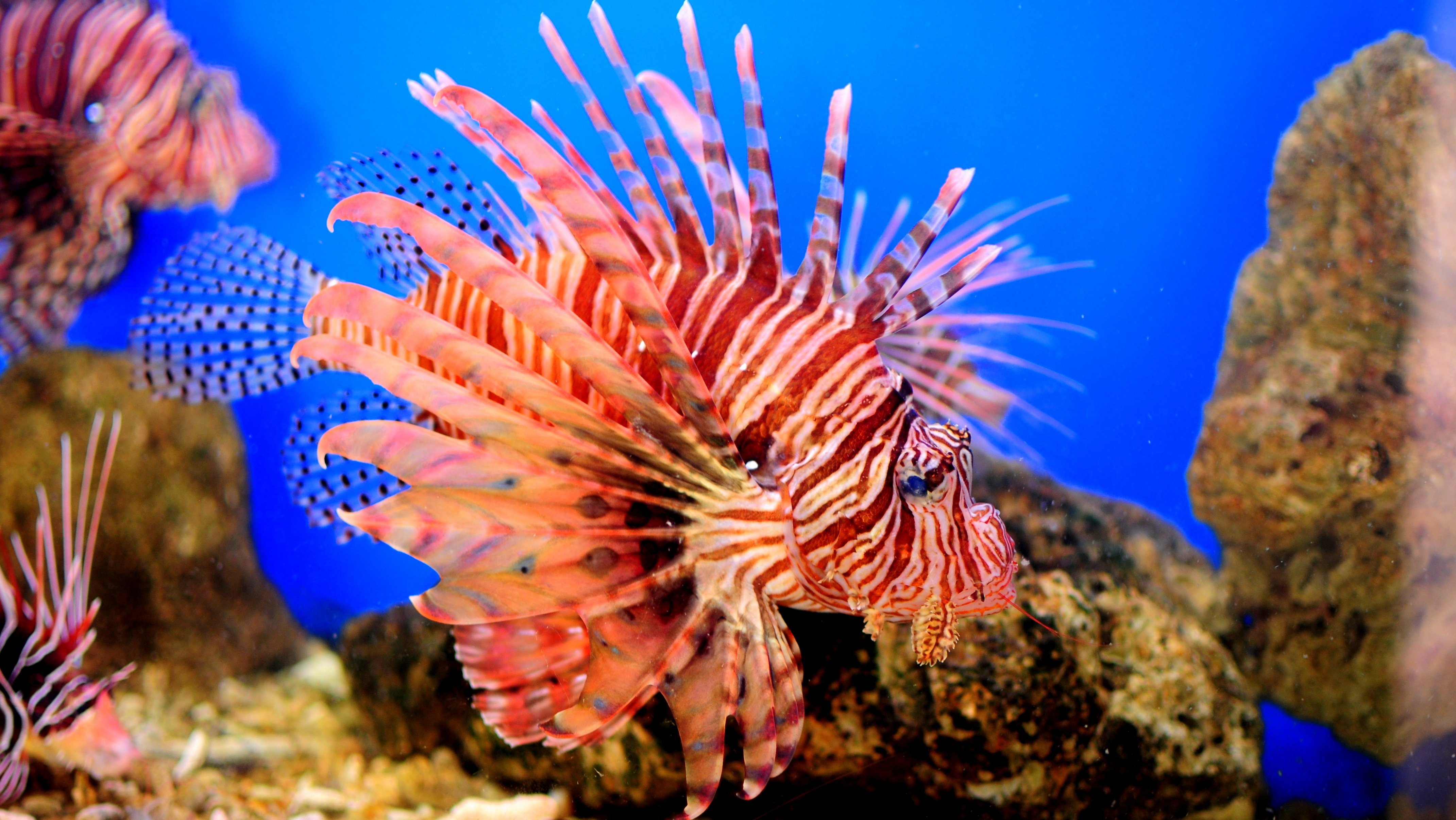 Обитатели кораллового рифа. Морские рыбки. Обитатели морей и океанов. Красивые рыбы. Подводный мир красного моря.