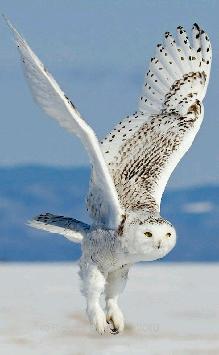 Птицы тундры