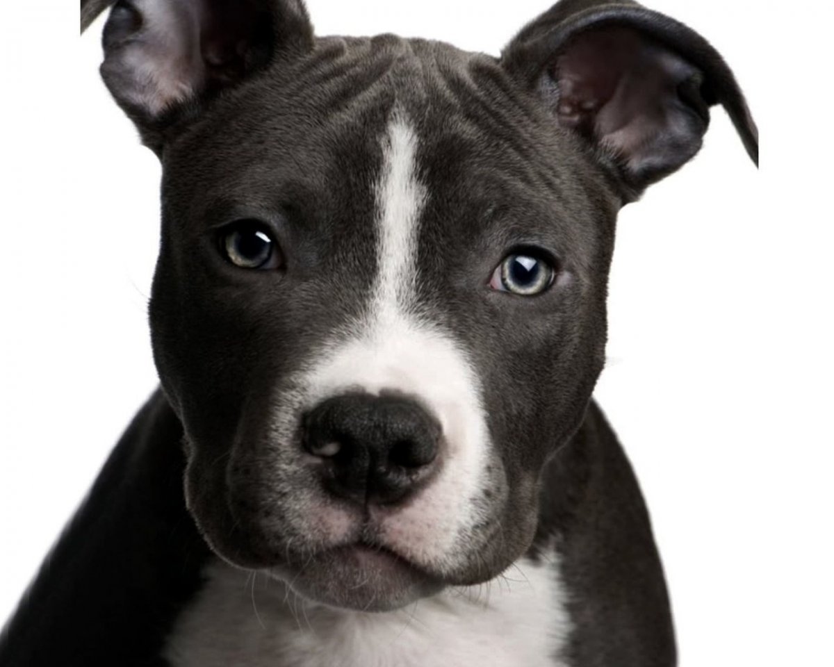 Йоркширский бультерьер