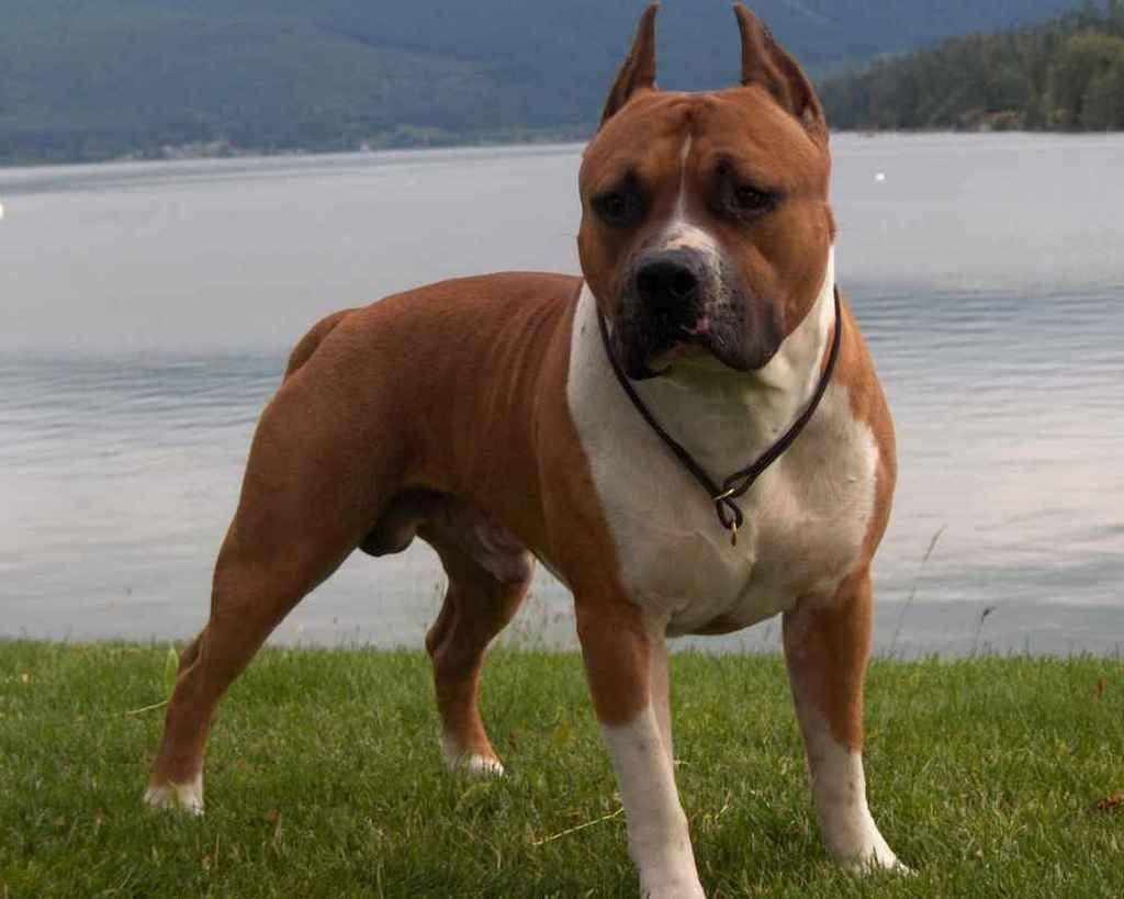 Амереканский сьарфпрштрский Тербер