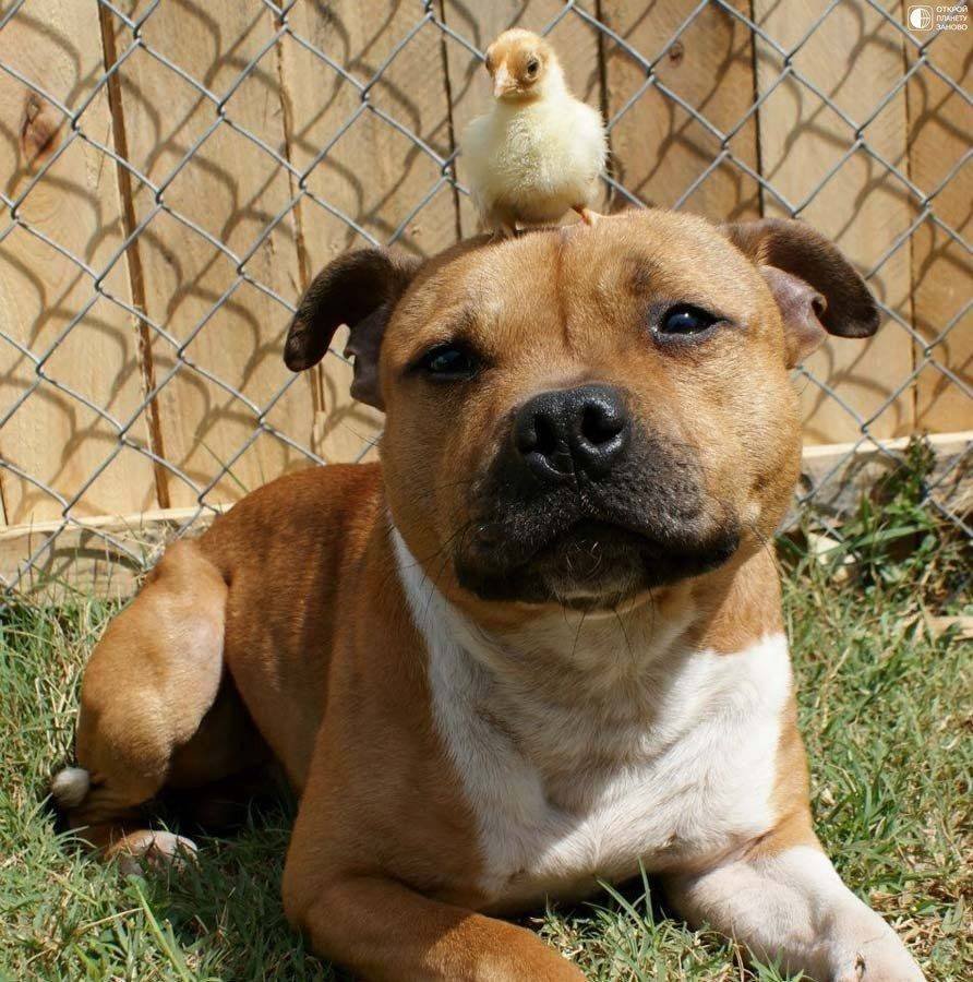 Бойцовские собаки стаффордширский терьер