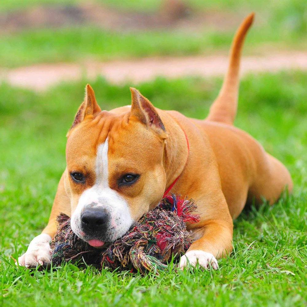 Американский стаффордширский терьер породы собак