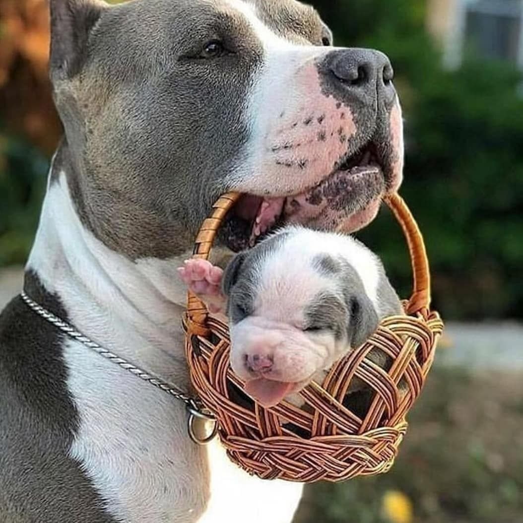 Амстафф и питбуль