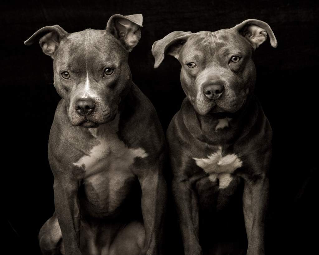 Стаффордширский терьер черный