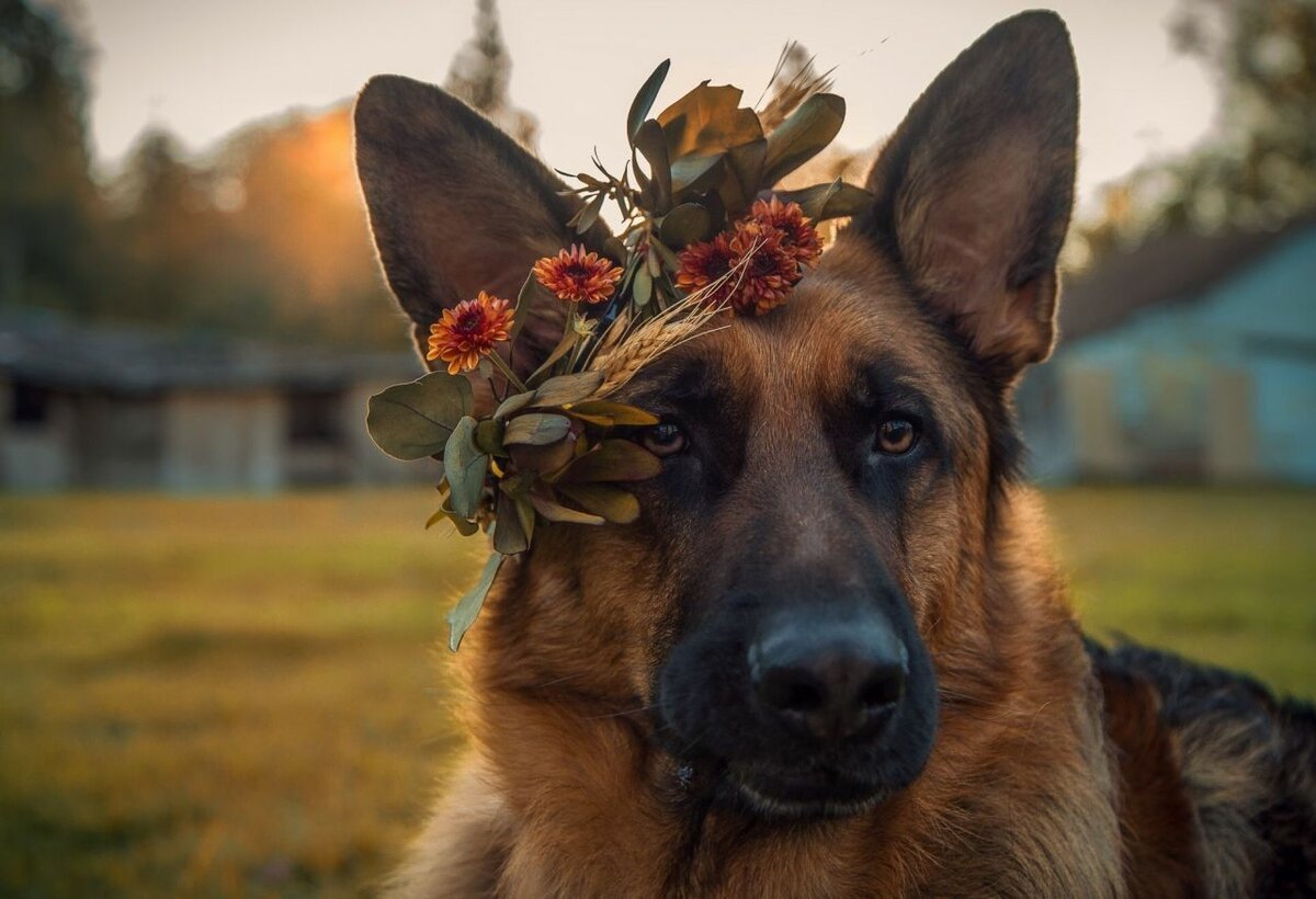 Овчарка с высунутым языком