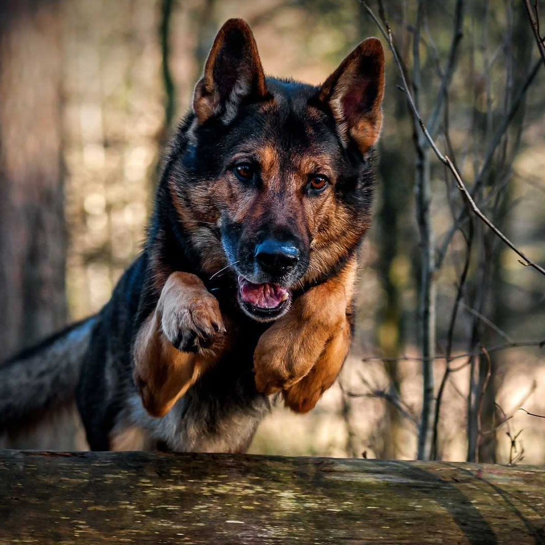 Немецкая овчарка