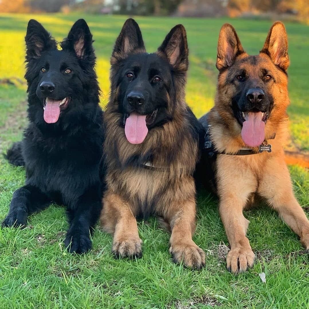 Немецкая овчарка 4 к