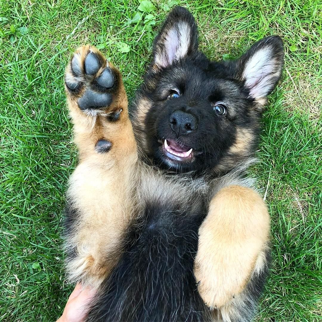 Собака в шарфе