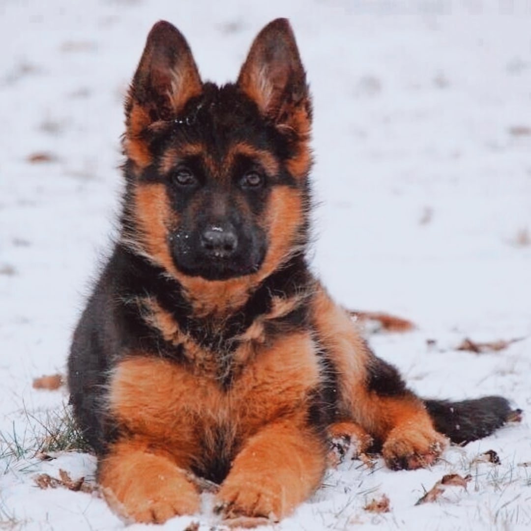 Испанская овчарка