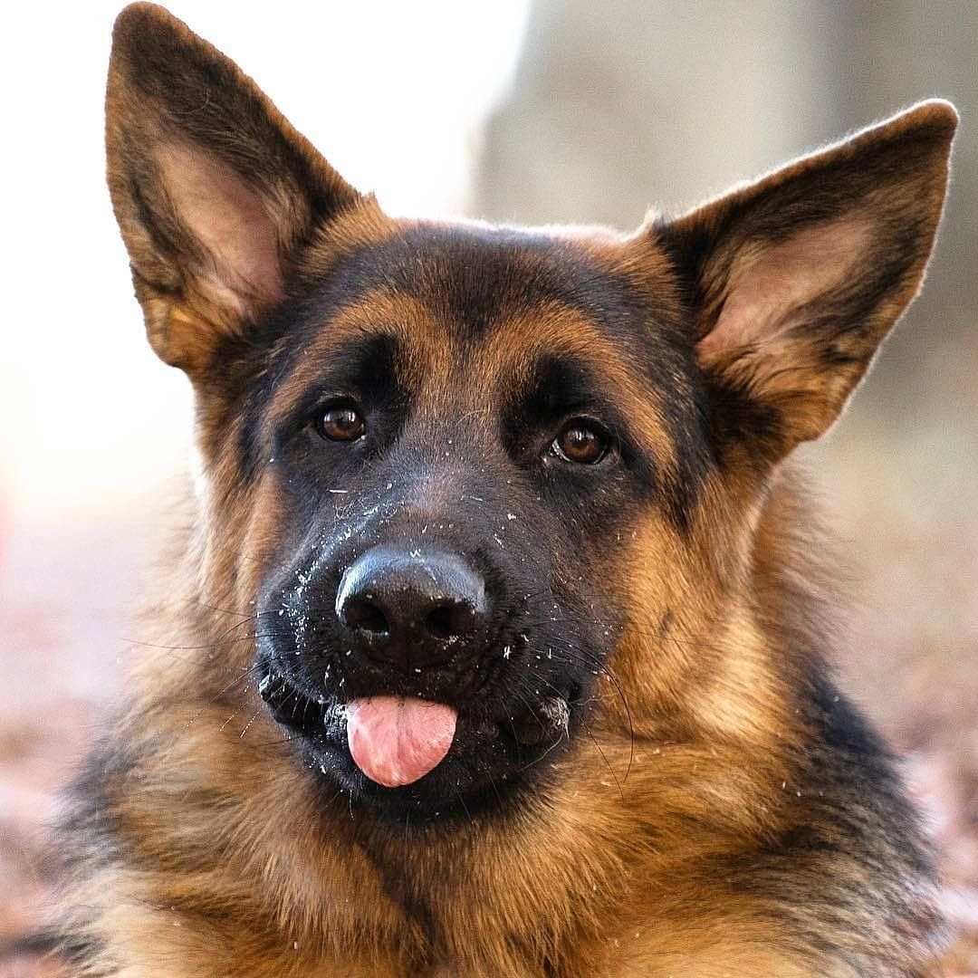 Немецкая овчарка красавец