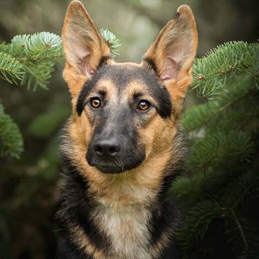 Герман Шепхерд