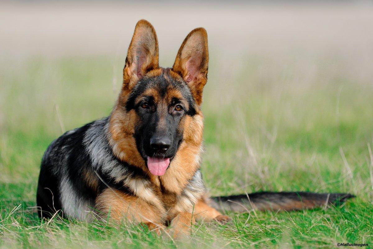 Собака немецкая овчарка