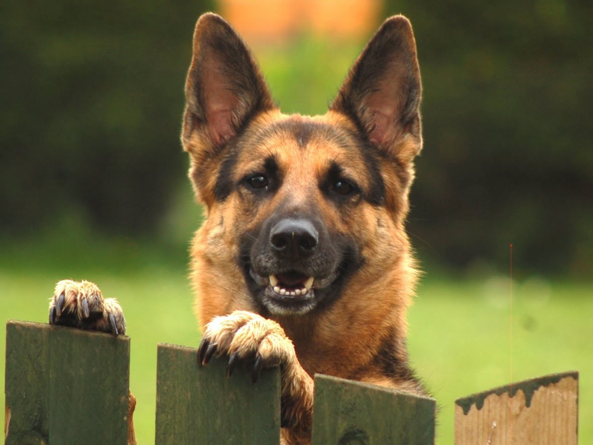 Смешная овчарка