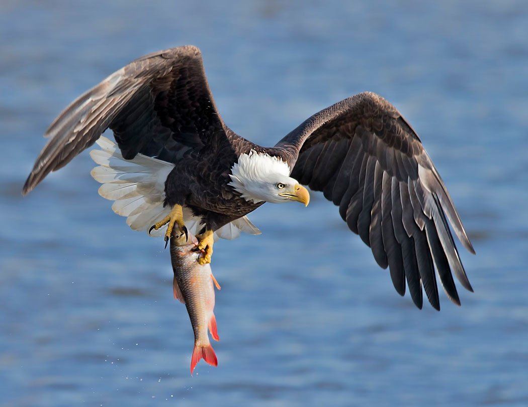 Орлан-белохвост охотится