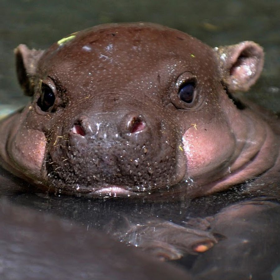 Карликовый гиппопотам