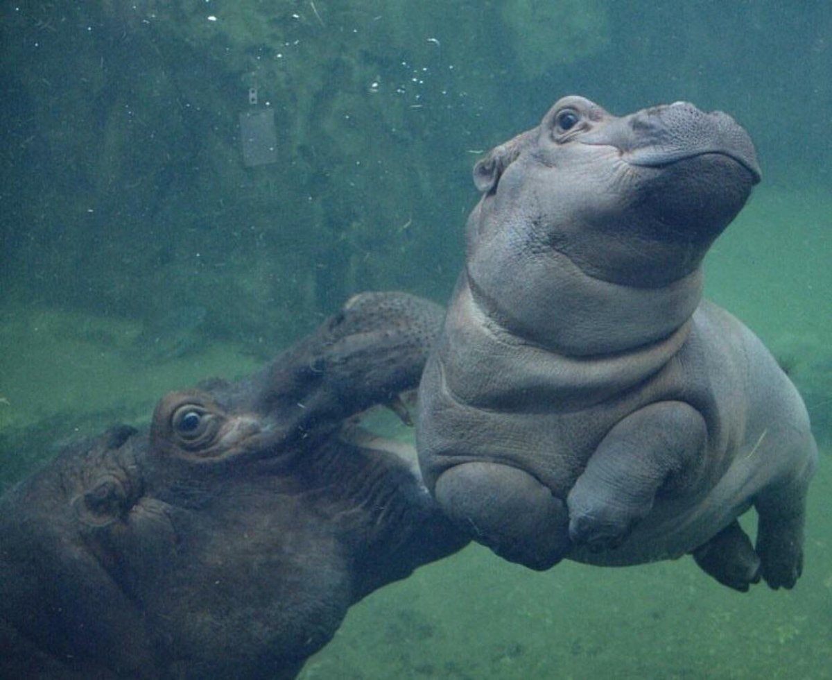 Бегемотик обнимает бегемотика