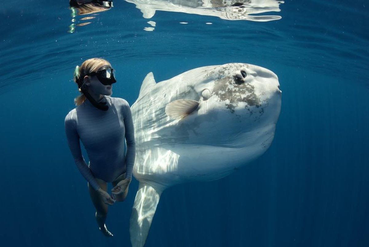 Рыба Луна и аквалангист