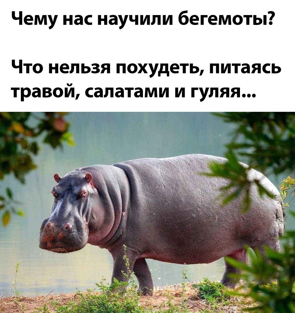 Бегемот Хиппо
