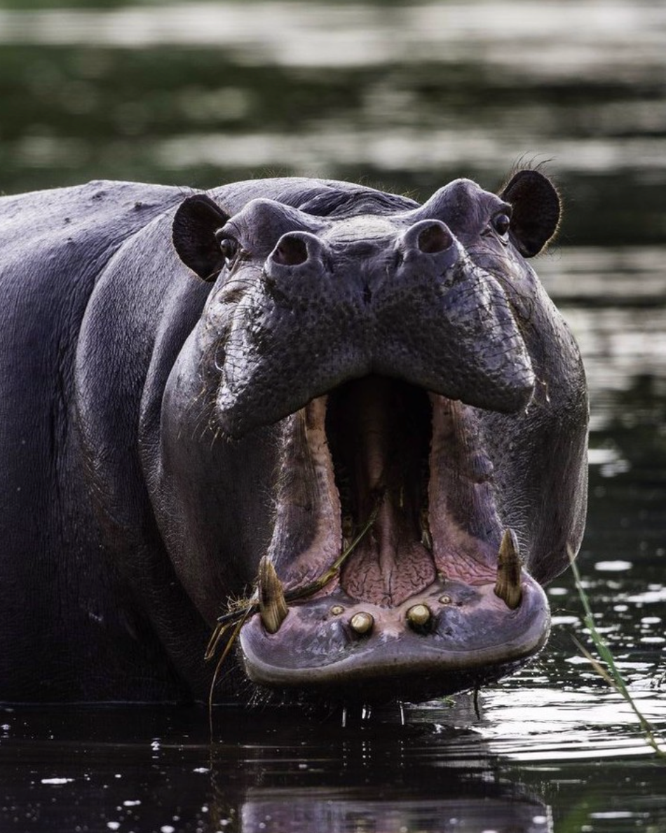 Бегемот в одежде