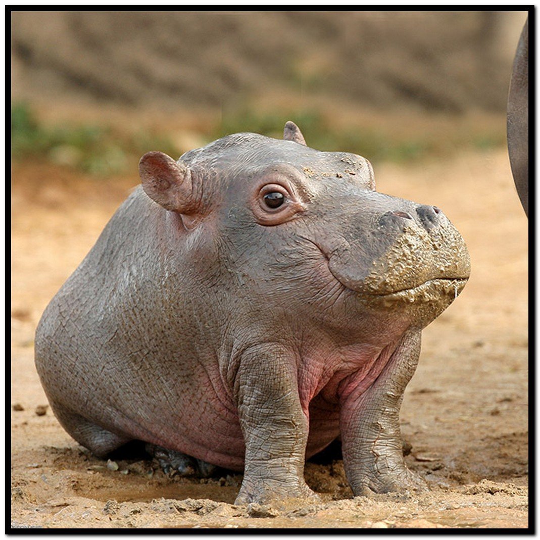 Смешной Бегемот