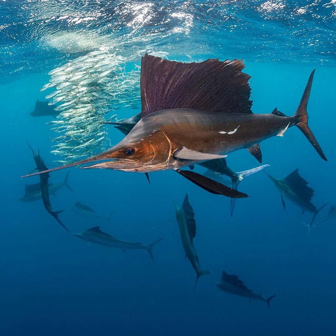 Индо-Тихоокеанский парусник