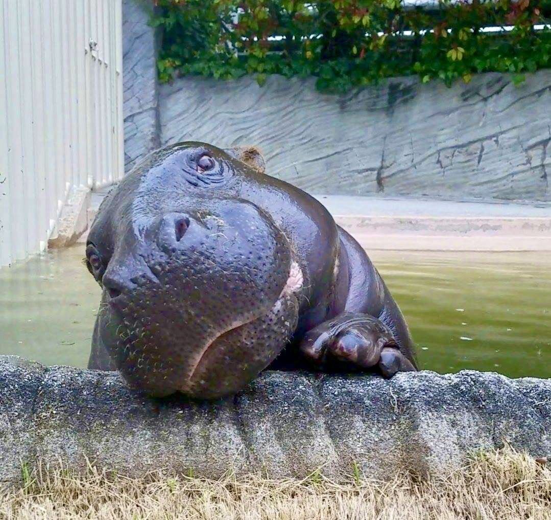 Семья бегемотов