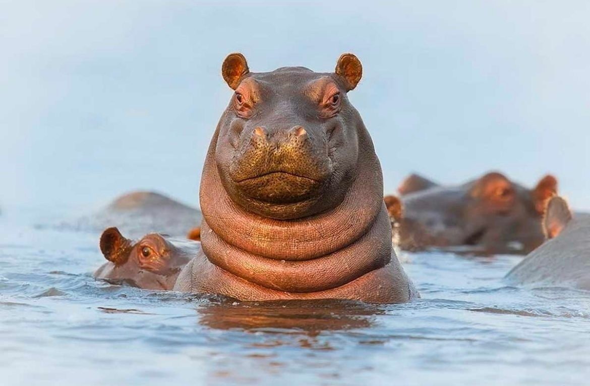 Ареал обитания бегемотов