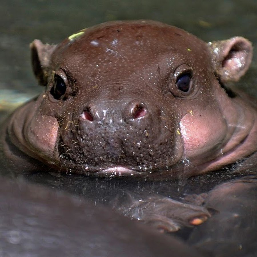 Карликовый Бегемот детеныш