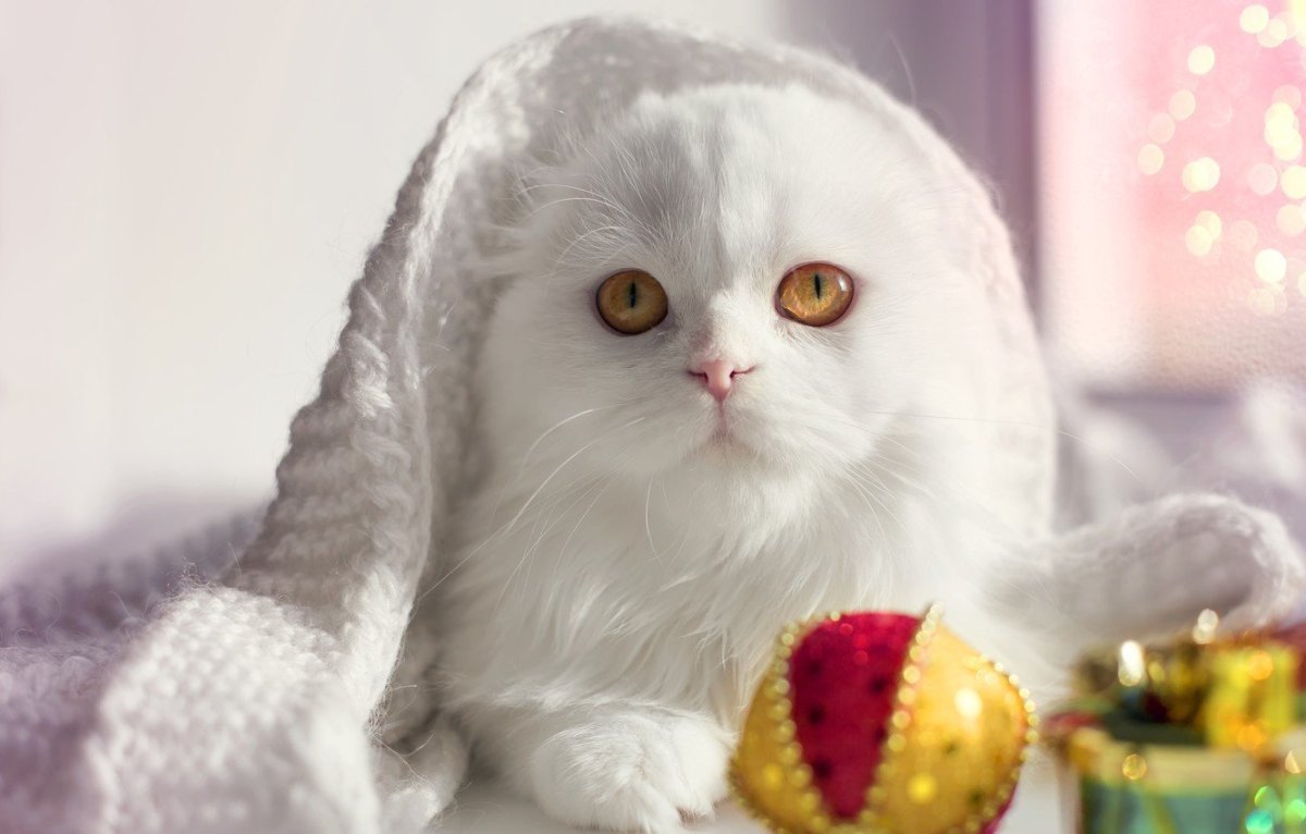 Новогодние вислоухие коты